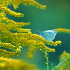 butterfly, Cabbage, Yellow, Flowers, Goldenrod