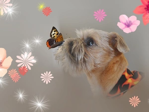 York, graphics, Art, butterfly