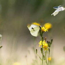 butterflies, Yellow, Flowers, Cabbage