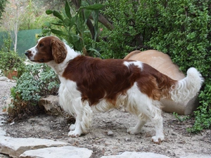Welsh Springer Spaniel, Cactus
