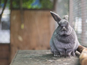 Cage, Rabbit, hare