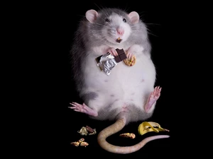 cake, rat, chocolate