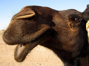 camel, muzzle, brown