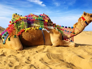 Camel, Desert