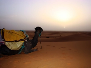 Camel, Desert