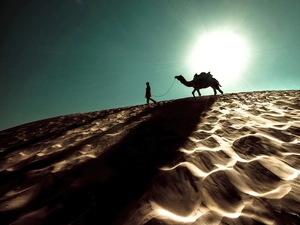Camel, Desert, Human