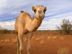 viewes, savanna, grass, Camel, Clumps, trees