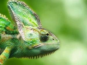 Cameleon