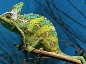Cameleon, twig, Green