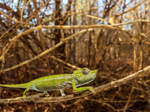 Cameleon, branch pics