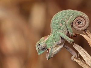 Cameleon