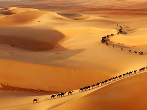 Camels, Desert, caravan