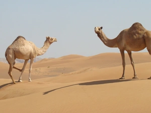 Desert, Two cars, Camels