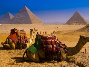 Camels, Egypt, Pyramids