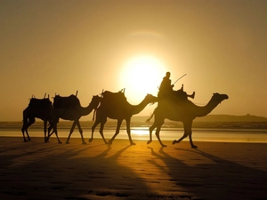 Camels, Great Sunsets