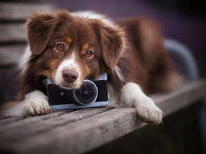 dog, Camera, Bench, Australian Shepherd