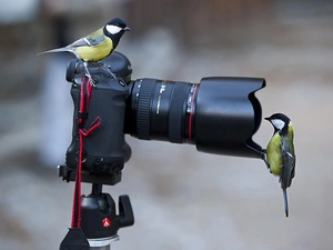 interest, camera, Chickadees, Canon, Two