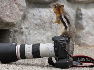 squirrel, photographic, rocks, Camera
