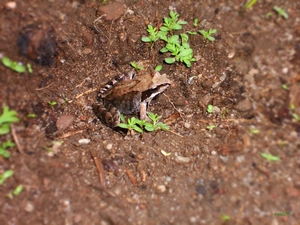 Plants, strange frog, camouflage