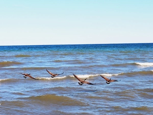geese, lake, Ontario, Canada, Canadian, Waves