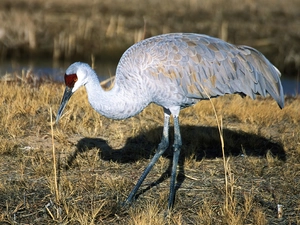 Canadian Crane