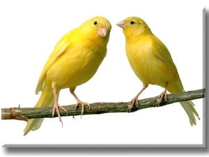 Canaries