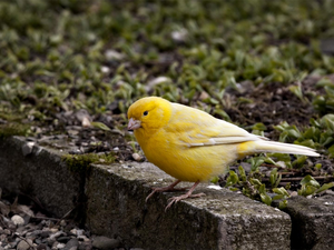 canary, curb