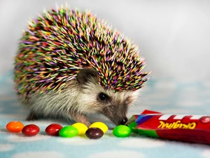 Candies, color, hedgehog