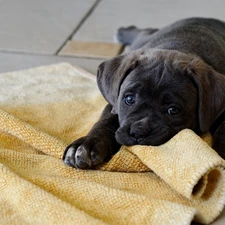 Blanket, Puppy, Cane Corso