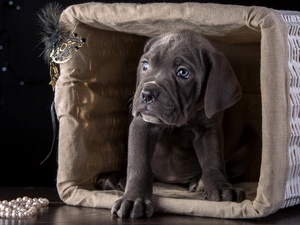 Cane Corso Dog