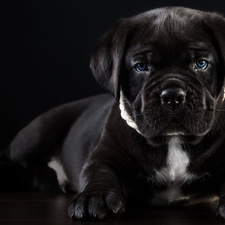 dog, Puppy, Cane Corso, lying