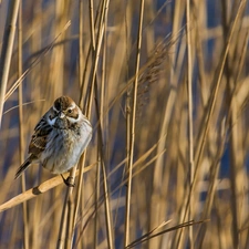 cane, Bird, sparrow