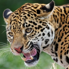 canines, bad, Jaguar