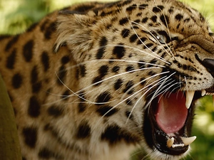 canines, roaring, Leopards