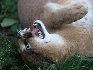 canines, Caracal, lying