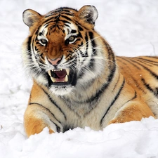 winter, tiger, canines, dangerous