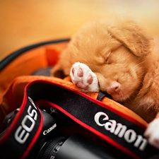 sleepy, Camera, Canon, Puppy