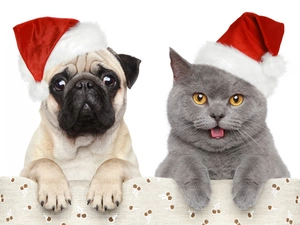 dog, Christmas, caps, cat