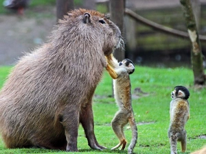 Capybara, monkey