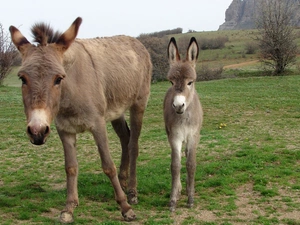 car in the meadow, Bush, small, Donkey, she-ass