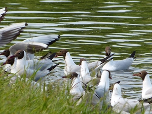 grass, gulls, Pond - car