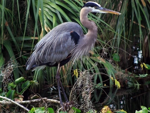 Bird, Plants, Pond - car, Great Blue Heron