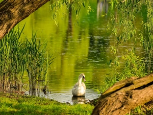 Tree, swan, Pond - car