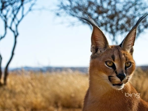 Caracal