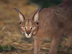 Caracal, ears, Brushes