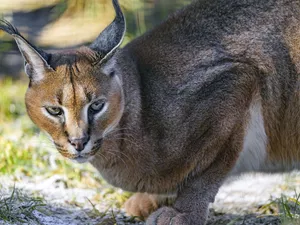 Caracal, Tiger-cat