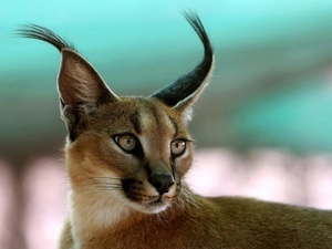 Caracal, ears
