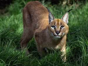 Caracal, grass