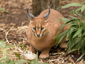 Caracal, leaves