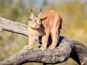 Caracal, trees